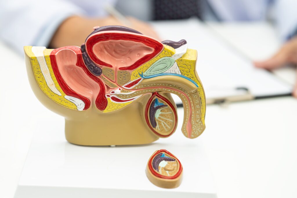 male reproductive system asian doctor holding hum 2025 10 08 12 35 15 utc